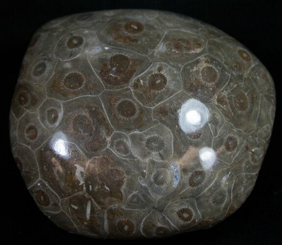 Polished Fossil Coral Head - Morocco #10394